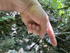 Lanatulae