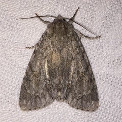 Acronicta americana