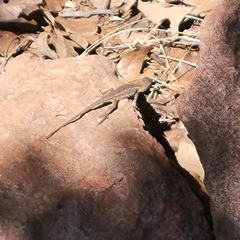 Sceloporus consobrinus