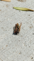 Vespula atropilosa