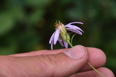 Eucephalus engelmannii