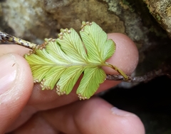 Davallia repens