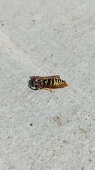 Vespula atropilosa