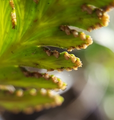 Davallia repens