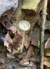 Lanatulae