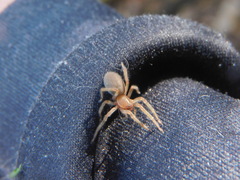 Clubionidae