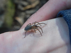 Clubionidae