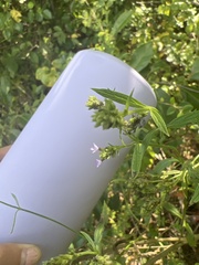 Verbena brasiliensis