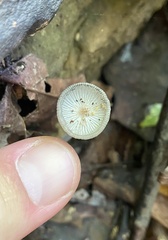 Lanatulae