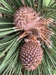 Pinus jeffreyi