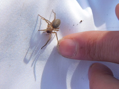 Clubionidae