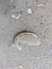 Semicassis granulata