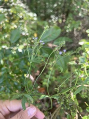Verbena brasiliensis