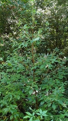 Clethra acuminata