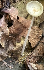 Lanatulae
