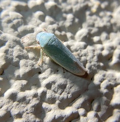 Gyponini