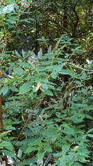Clethra acuminata