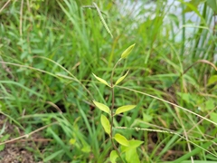 Thyrsanthella difformis