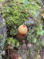 Calostoma cinnabarinum