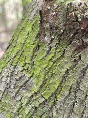 Chrysothrix candelaris