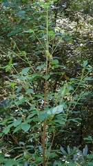 Clethra acuminata
