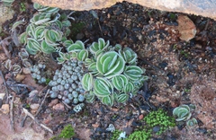 Crassula tomentosa