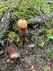 Calostoma cinnabarinum