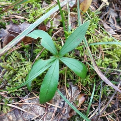 Potentilla alba