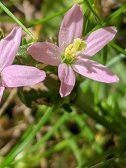 Centaurium erythraea