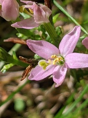 Centaurium erythraea