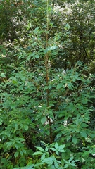 Clethra acuminata