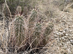 Echinocereus engelmannii engelmannii