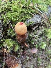 Calostoma cinnabarinum