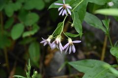 Eucephalus engelmannii