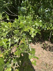 Quercus stellata