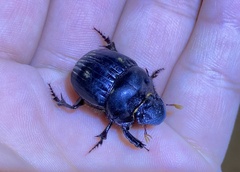 Dichotomius colonicus