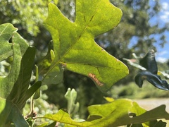 Quercus stellata