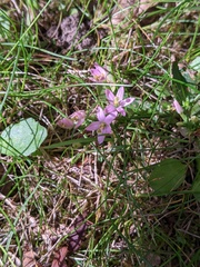 Centaurium erythraea