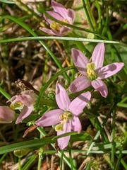 Centaurium erythraea