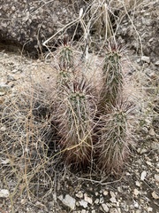Echinocereus engelmannii engelmannii