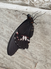 Heraclides anchisiades