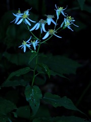 Eurybia chlorolepis