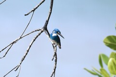 Alcedo coerulescens