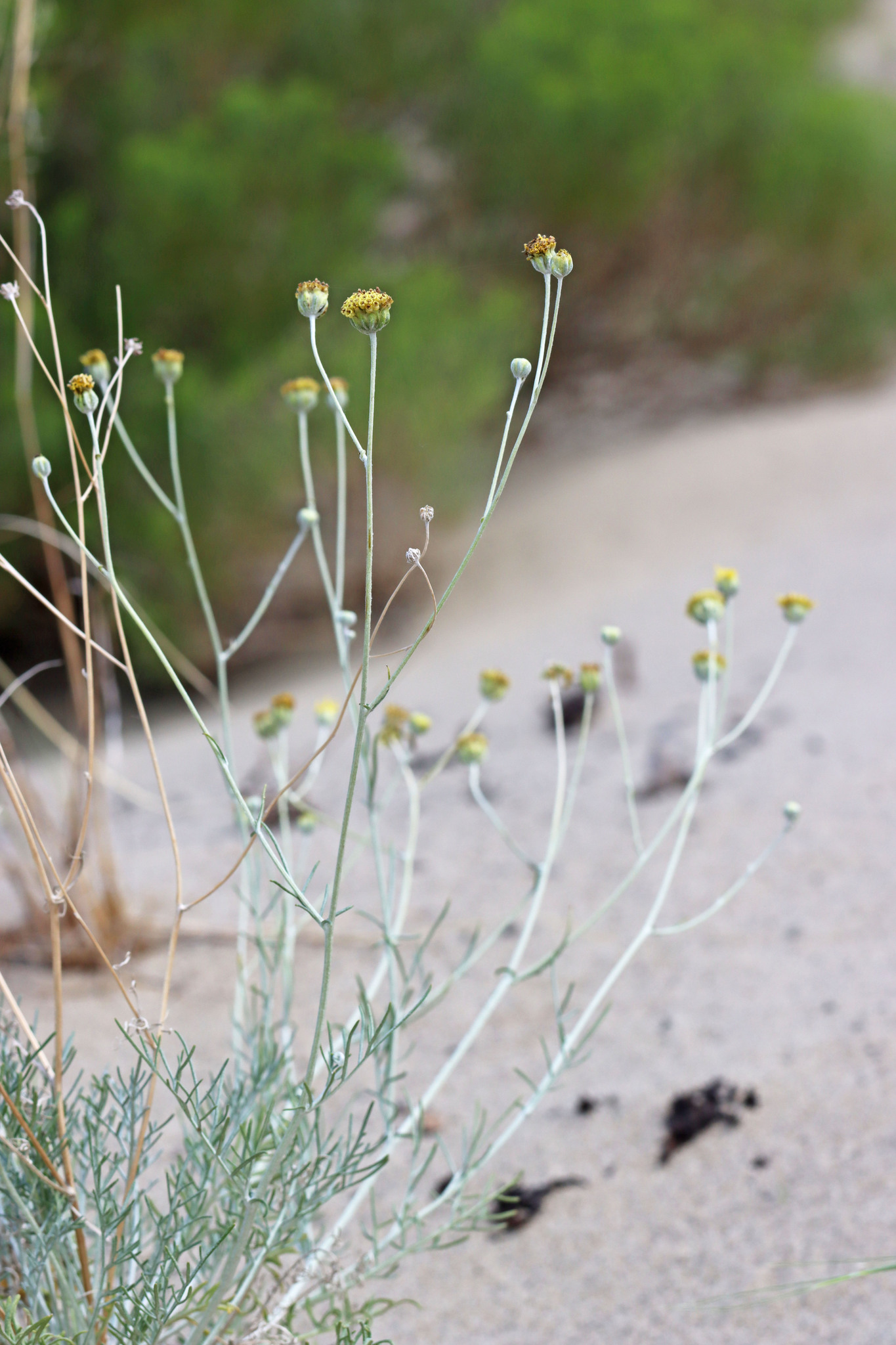 Hymenopappus filifolius var. filifolius