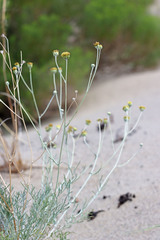 Hymenopappus filifolius filifolius