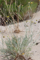 Hymenopappus filifolius filifolius