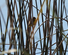 Pseudocolopteryx acutipennis