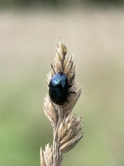 Chrysolina oricalcia