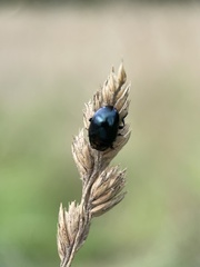 Chrysolina oricalcia
