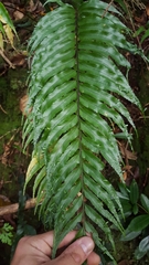 Asplenium daucifolium lineatum